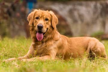 Zlatý retriever