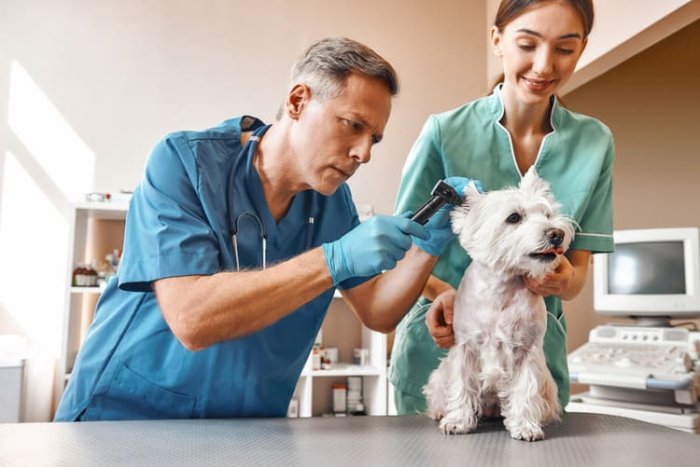 Veterinár musí mať s poisťovňou uzatvorenú partnerskú zmluvu