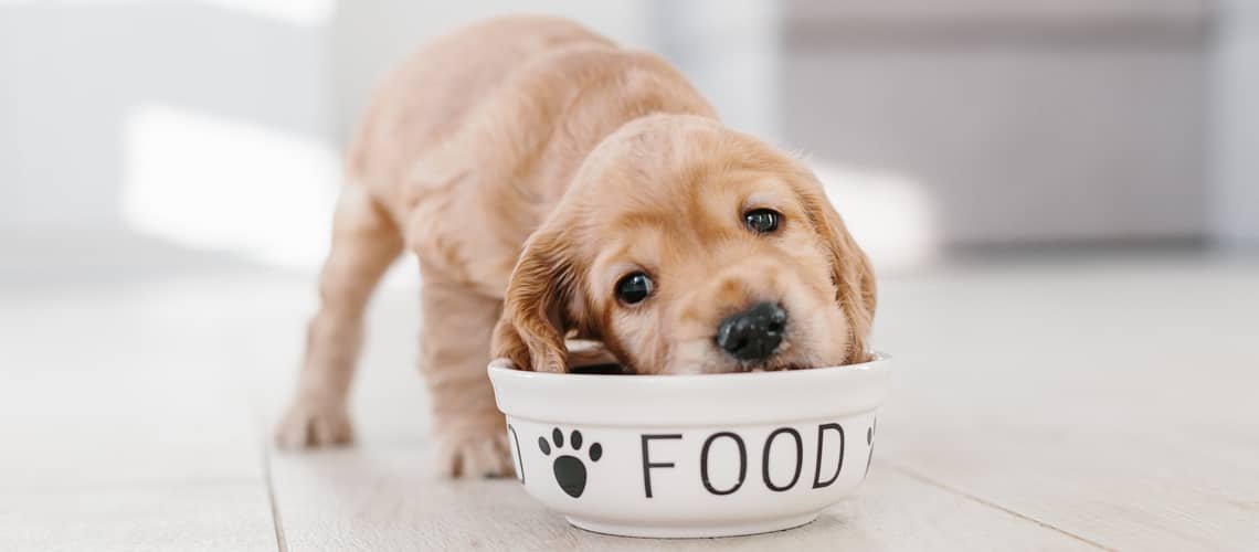 Ako často kŕmiť šteniatko?
