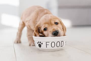 Ako často kŕmiť šteniatko?