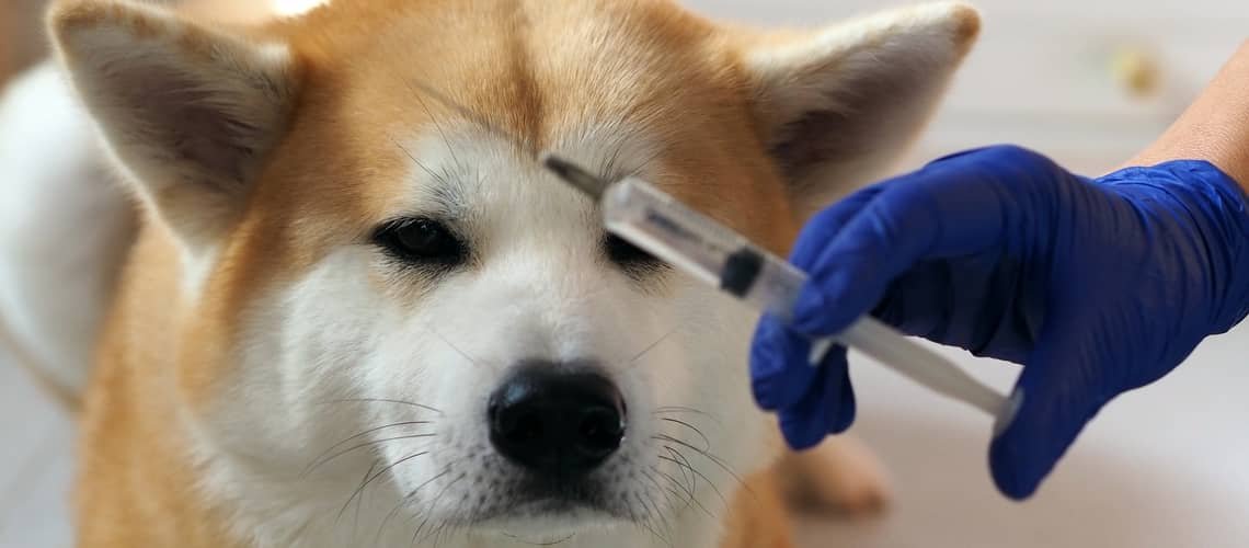Ako často očkovať psa proti besnote?