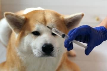 Ako často očkovať psa proti besnote?