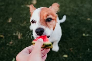 Aké ovocie môže pes?