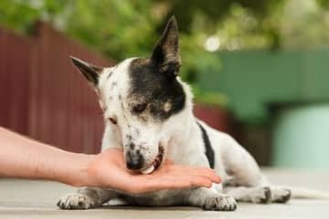 Čo dať psovi od bolesti?