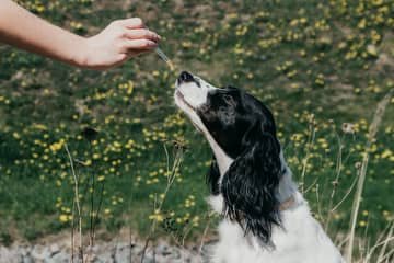 Hylak pre psa – aké je dávkovanie?
