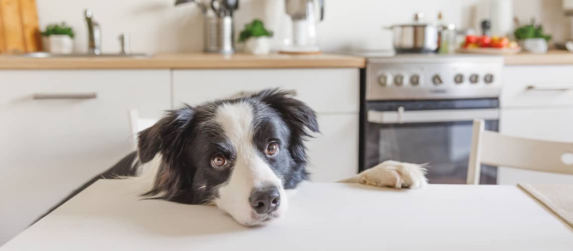 Koľko vydrží pes bez jedla?