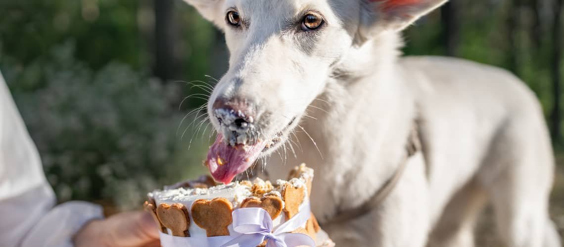 Torta pre psa