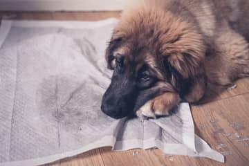 Ako naučiť psa na podložku?