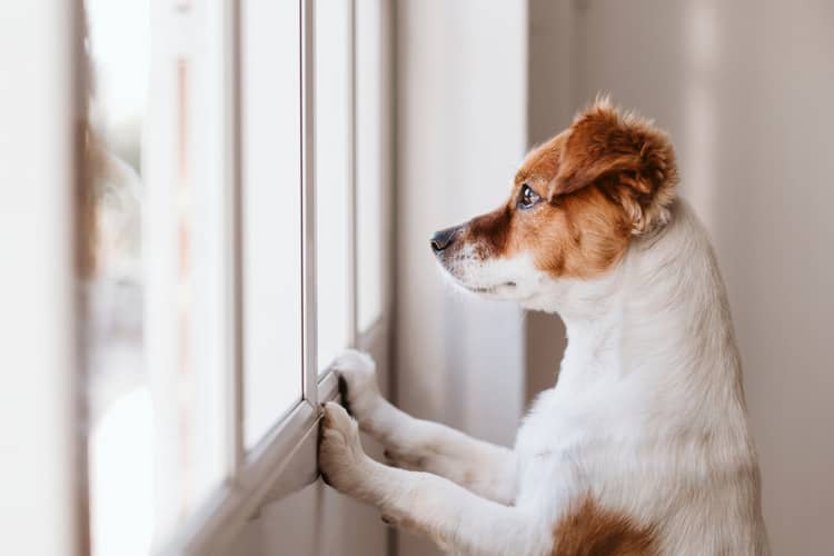 Ako naučiť psa byť sám doma?