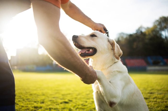 Ako naučiť psa povel daj labku?