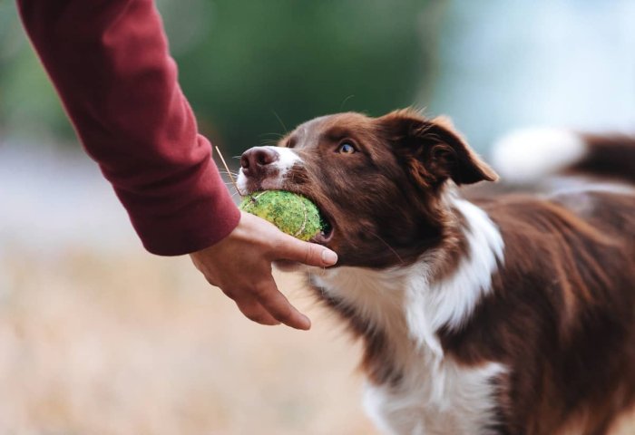 Ako naučiť psa povel drž?