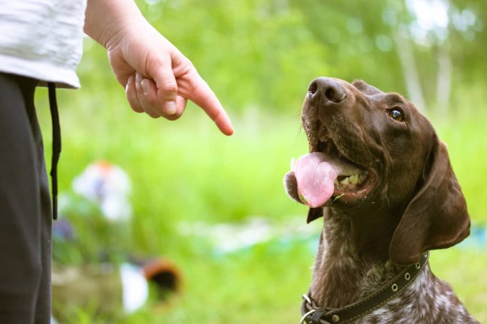 Ako naučiť psa povel voľno?