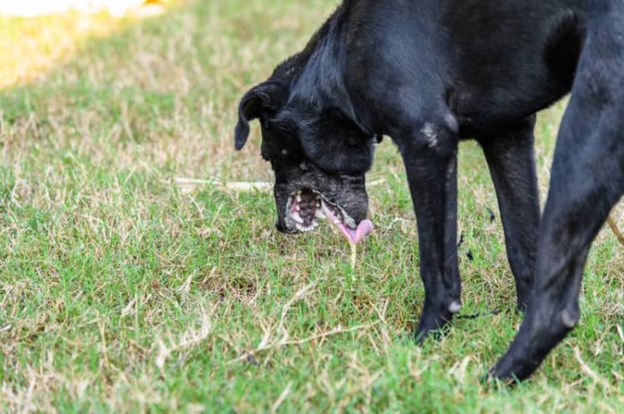 Zvracanie psa – cudzí predmet v tráviacom trakte