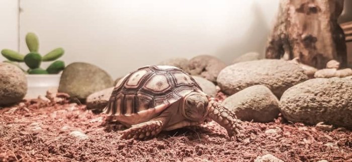 Terárium pre suchozemskú korytnačku