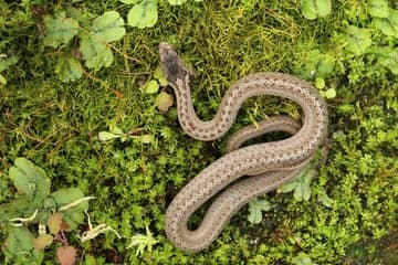 Hady na Slovensku: vretenica severná a užovky (obojková, hladká, fŕkaná, stromová). Ktorý je jedovatý?
