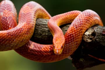 Hady pre začiatočníkov: užovka červená, hadiarka trojfarebná, pytón kráľovský a veľhad kráľovský