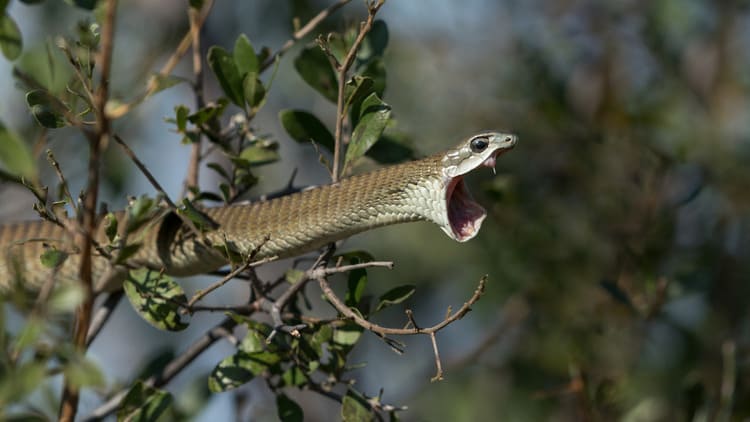 Boomslang, Bojga africká