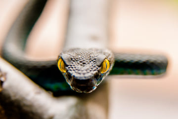 Najjedovatejšie hady na svete: mamba čierna, boomslang, kobra kráľovská či zmija pávia?