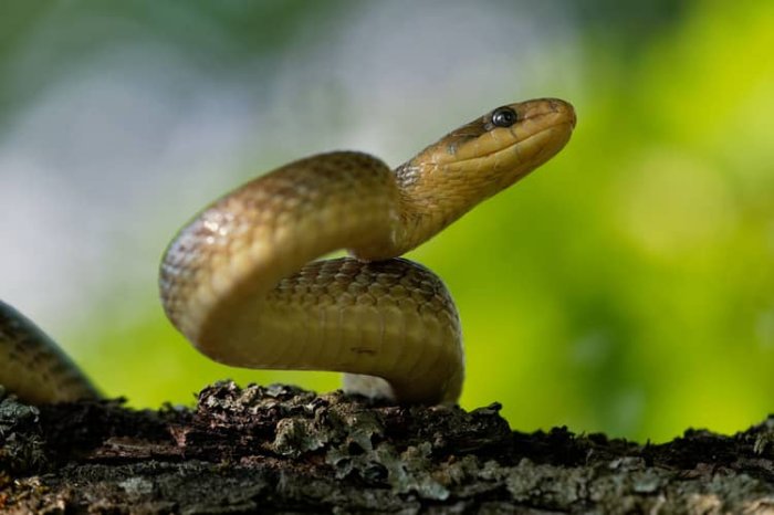 Užovka stromová obrana proti nepriateľovi