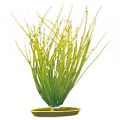 Rastlina 20cm Hairgrass