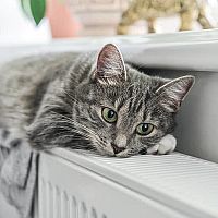 Mačka na radiátore