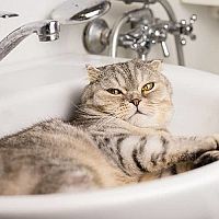 Mačka v umývadle