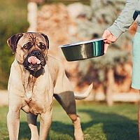 Cane Corso kŕmenie