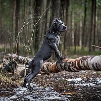 Cane Corso prechádzka