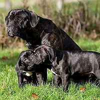 Cane Corso sučka so šteniatkami