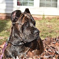 Cane Corso v záhrade