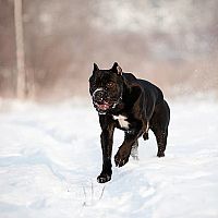 Cane Corso beh v snehu