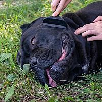 Cane Corso česanie