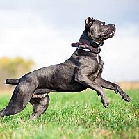 Cane Corso hra