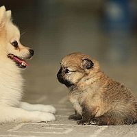 Pomeranian matka so šteniatkom