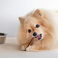 Pomeranian pamlsky