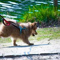 Pomeranian prechádzka na vôdzke