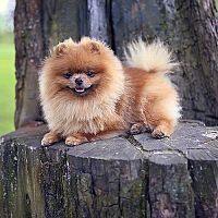 Pomeranian prechádzka