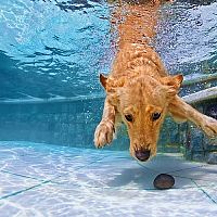 Zlatý retriever plávanie