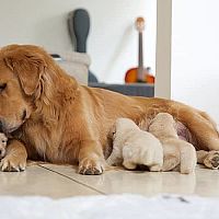 Zlatý retriever matka so šteniatkami