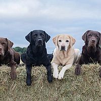 Labrador farby