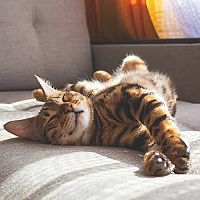 Bengálska mačka na gauči