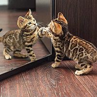 Bengálske mačiatko a zrkadlo