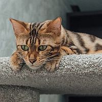 Dospelá bengálska mačka