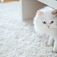 Biela perzská mačka v byte