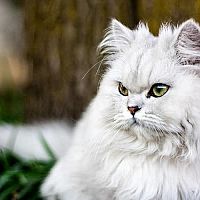 Biela perzská mačka
