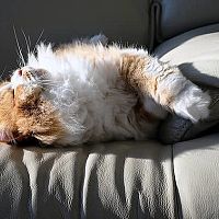 Perzská mačka na gauči