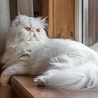 Perzská mačka na okne