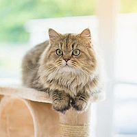 Perzská mačka na škrabadle