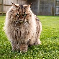 Perzská mačka v záhrade
