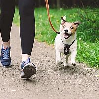 Jack Russell prechádzka